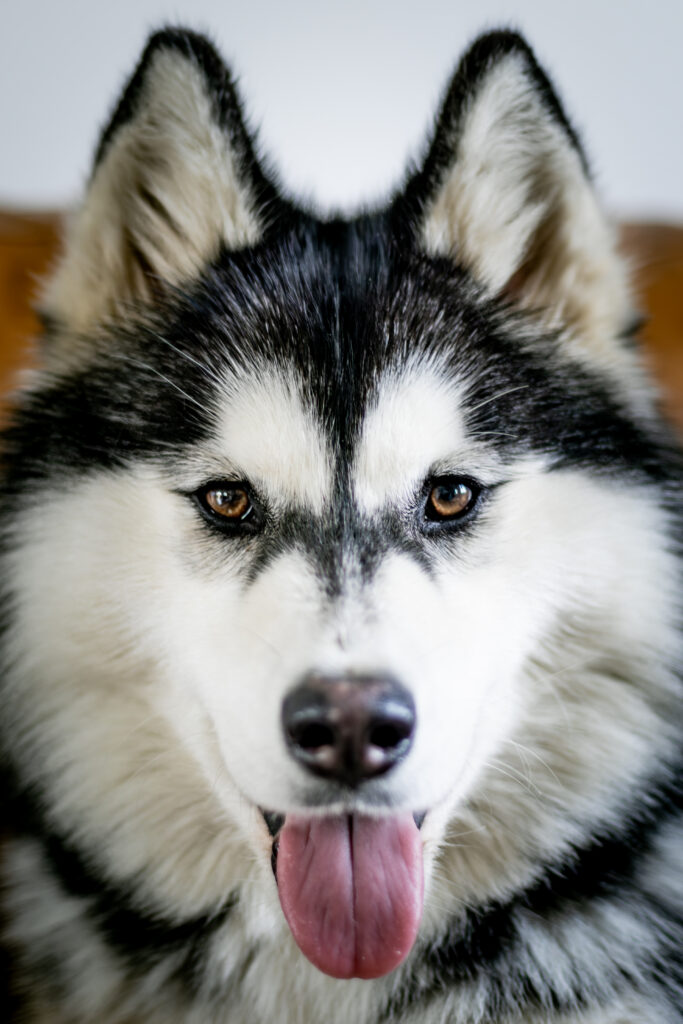 animalier séance shooting photo husky chien valognes le monde qui brille