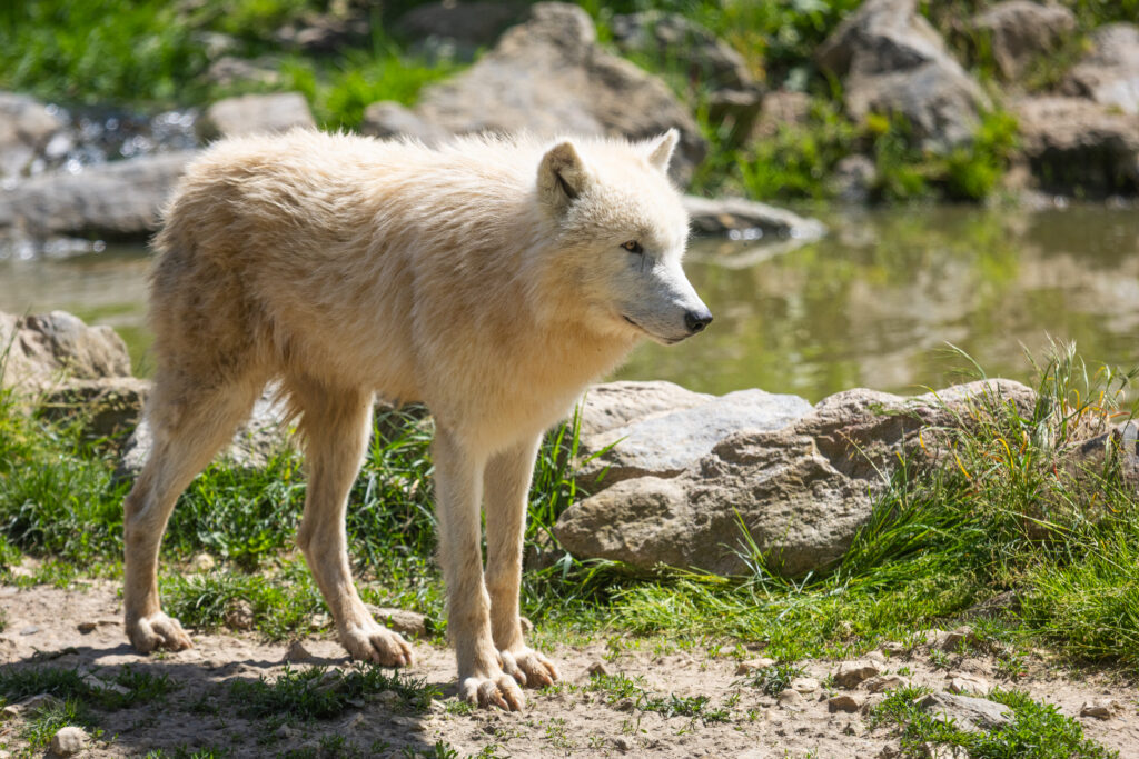séance photo animalier loup blanc le monde qui brille