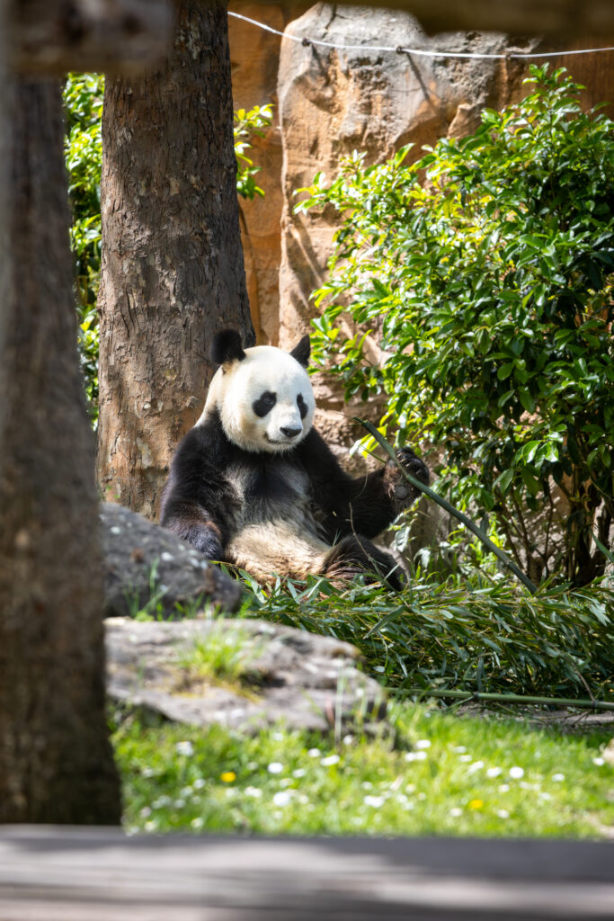 séance photo animalier panda le monde qui brille