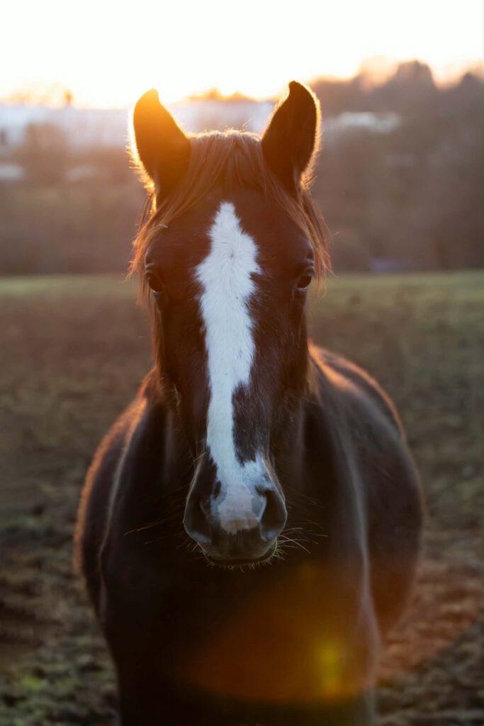 seance photo cheval valognes le monde qui brille 1