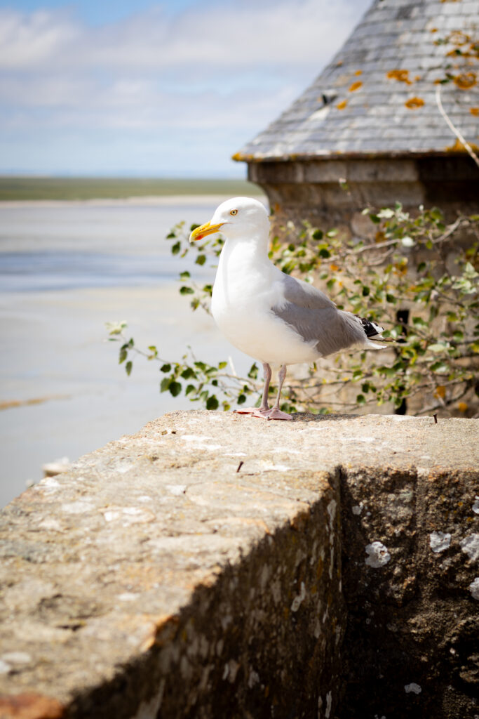 photo animalier goéland le mont saint michel normandie le monde qui brille